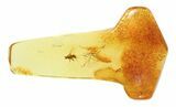 Detailed Fossil Fly (Diptera) In Baltic Amber - Jewelry Cut #69265-1